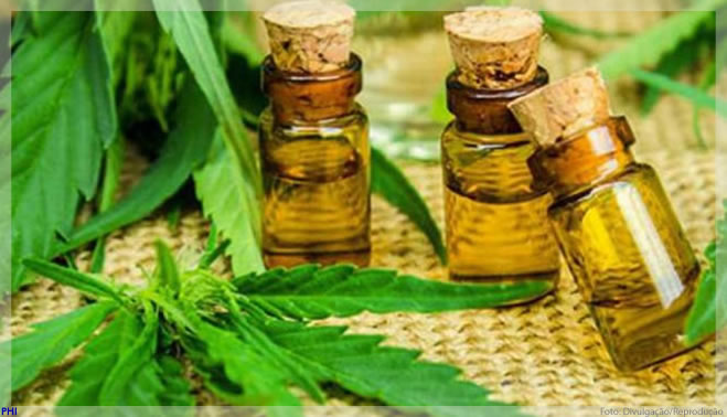 The Green Hub, uma aceleradora de startup voltada a cannabis medicinal