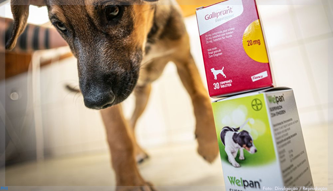 Bayer vende negócio de saúde animal para a Elanco por US$ 7,6 bilhões
