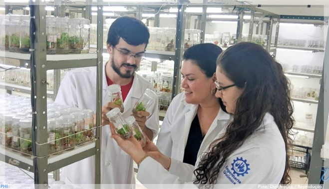 Estudo busca potencializar ação contra tumores de composto extraído de planta amazônica