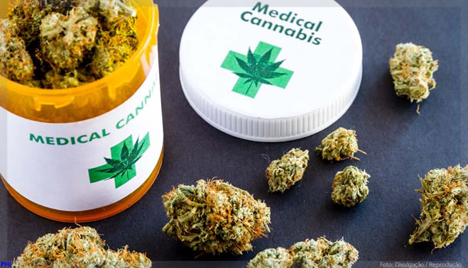 Abrace produz cannabis medicinal a custo acessível