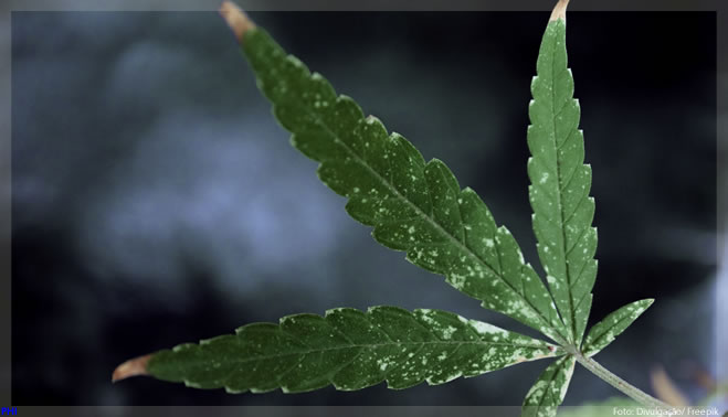 Comissão especial da Câmara aprova liberação do cultivo da maconha para uso medicinal e industrial