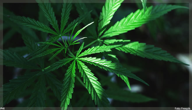 HempMeds tem melhor primeiro semestre no mercado brasileiro de canabidiol