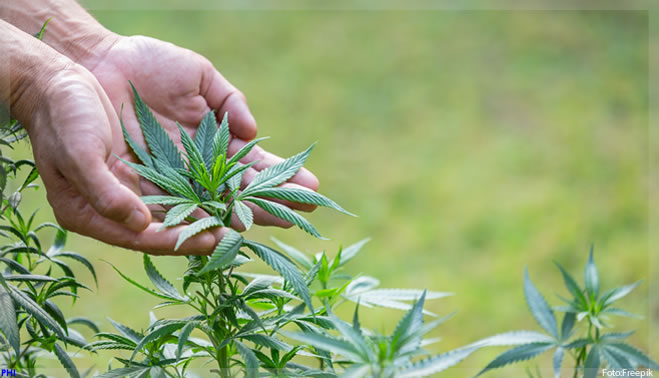 Estudo brasileiro testará canabidiol no tratamento da síndrome pós-covid