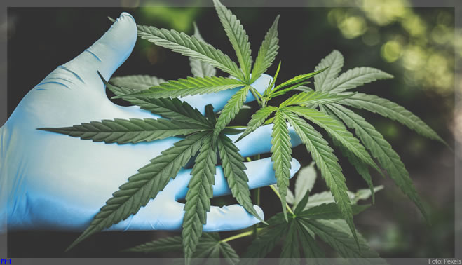 Cannabis medicinal ajuda a reduzir a depressão, aponta novo estudo