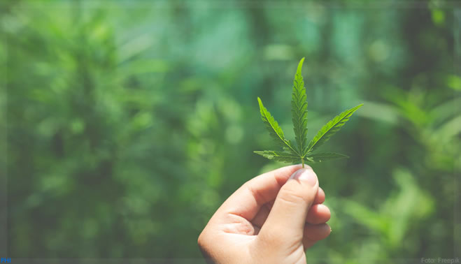 Cannabis pode movimentar US$ 30 bilhões até 2030