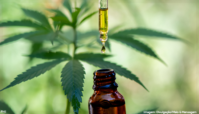 Cannabis: qual é o potencial de negócios para marcas e empresas?